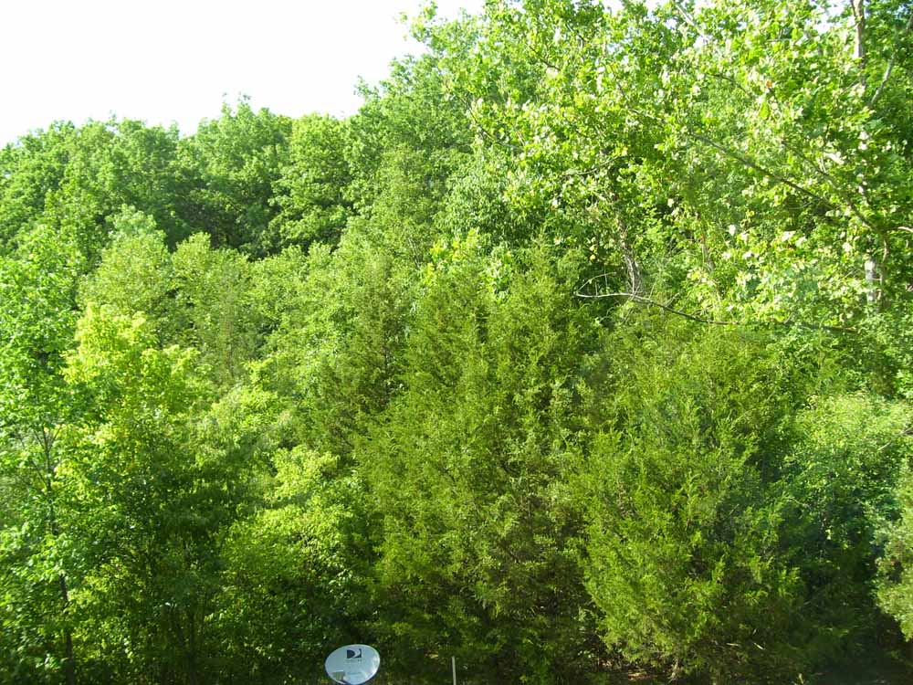 View out into rear yard