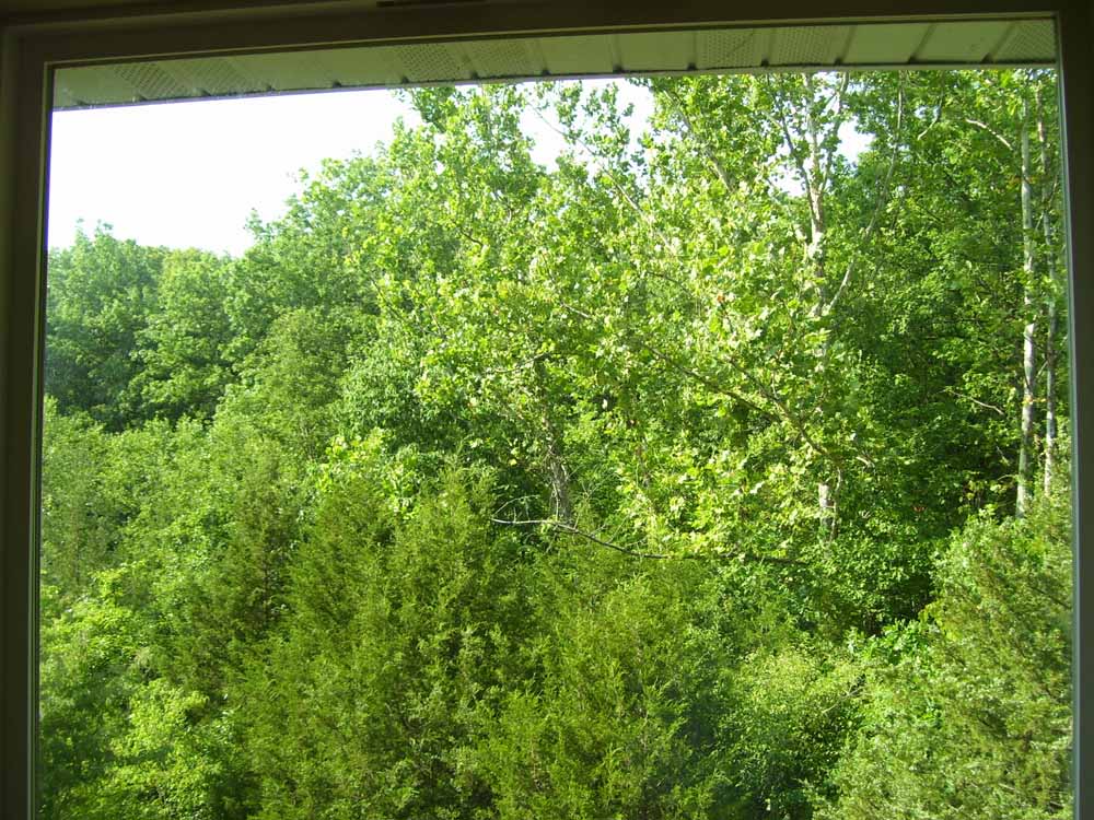 View out of great room windows