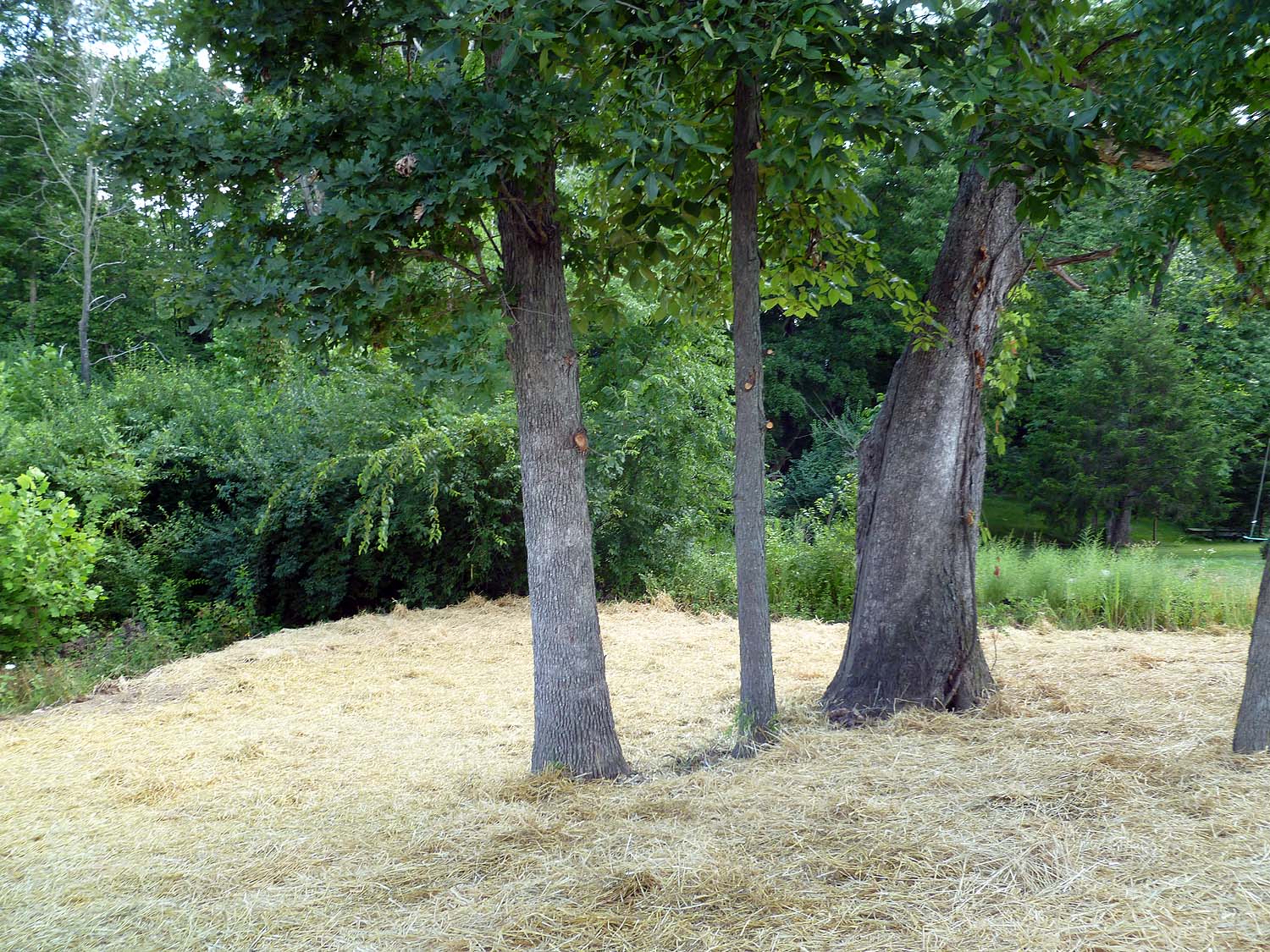 Rear yard