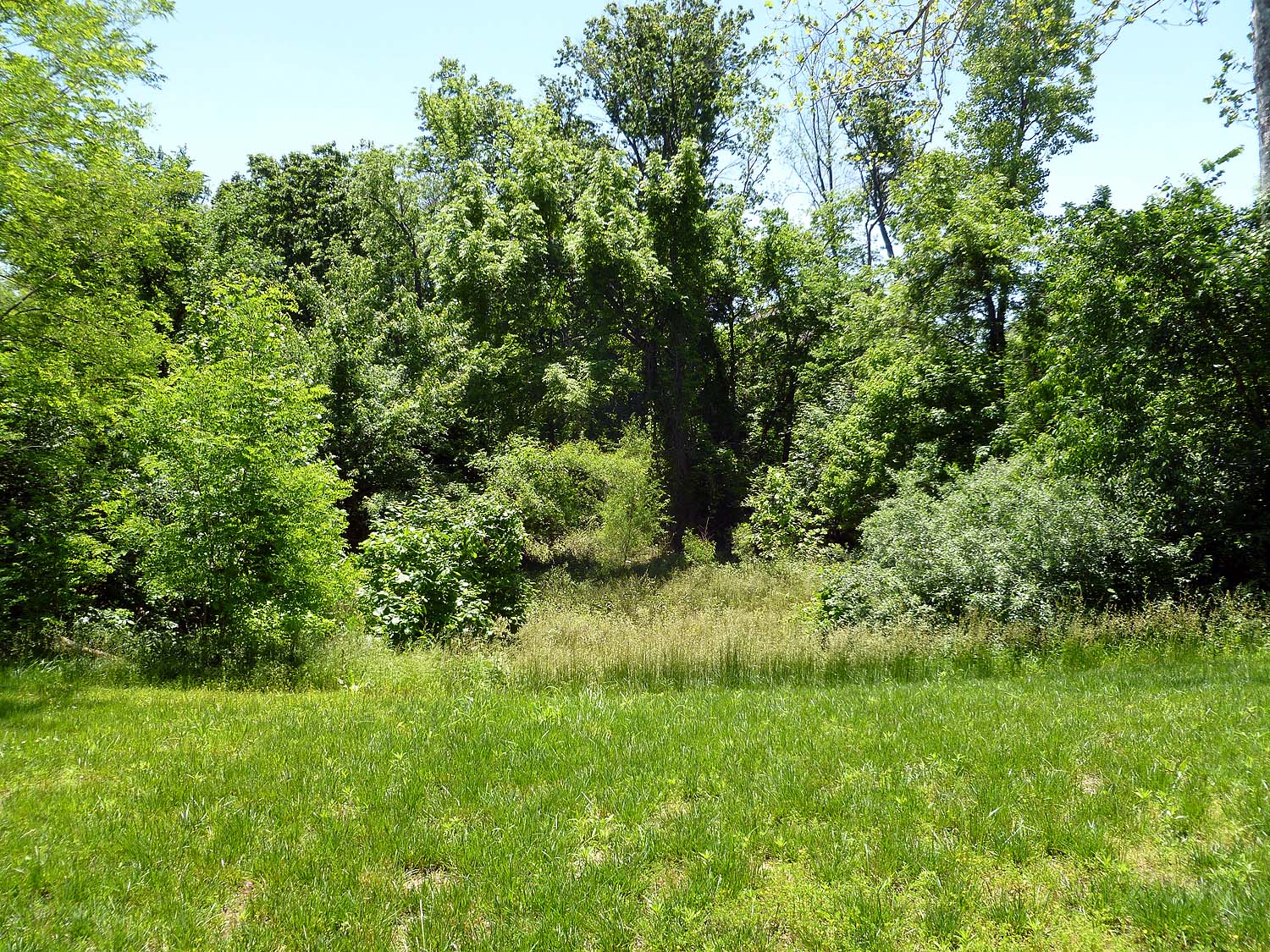 Nature area behind house