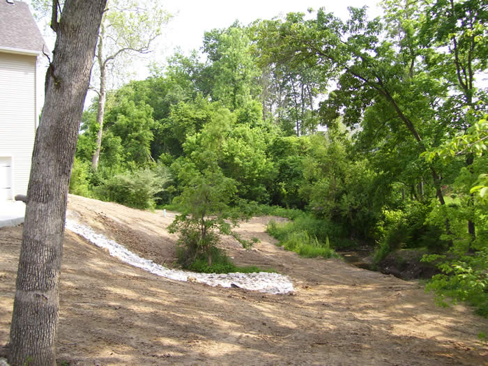 Nature area behind house