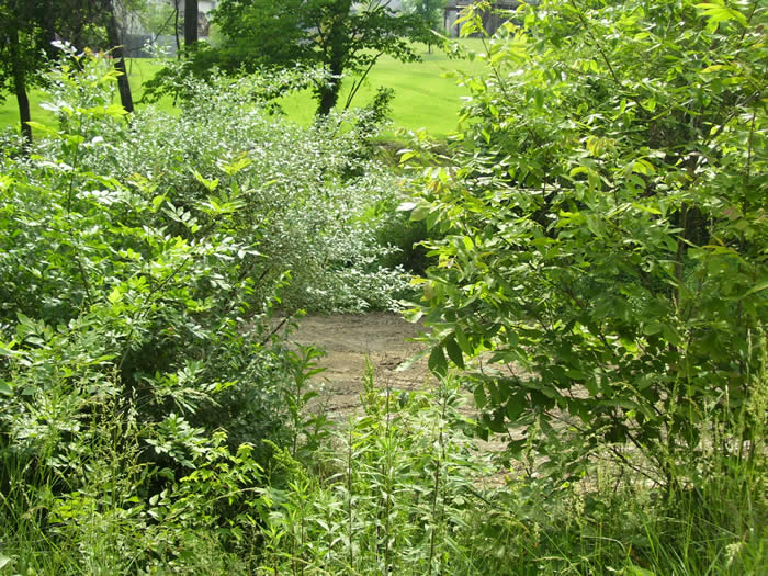 Nature area behind house
