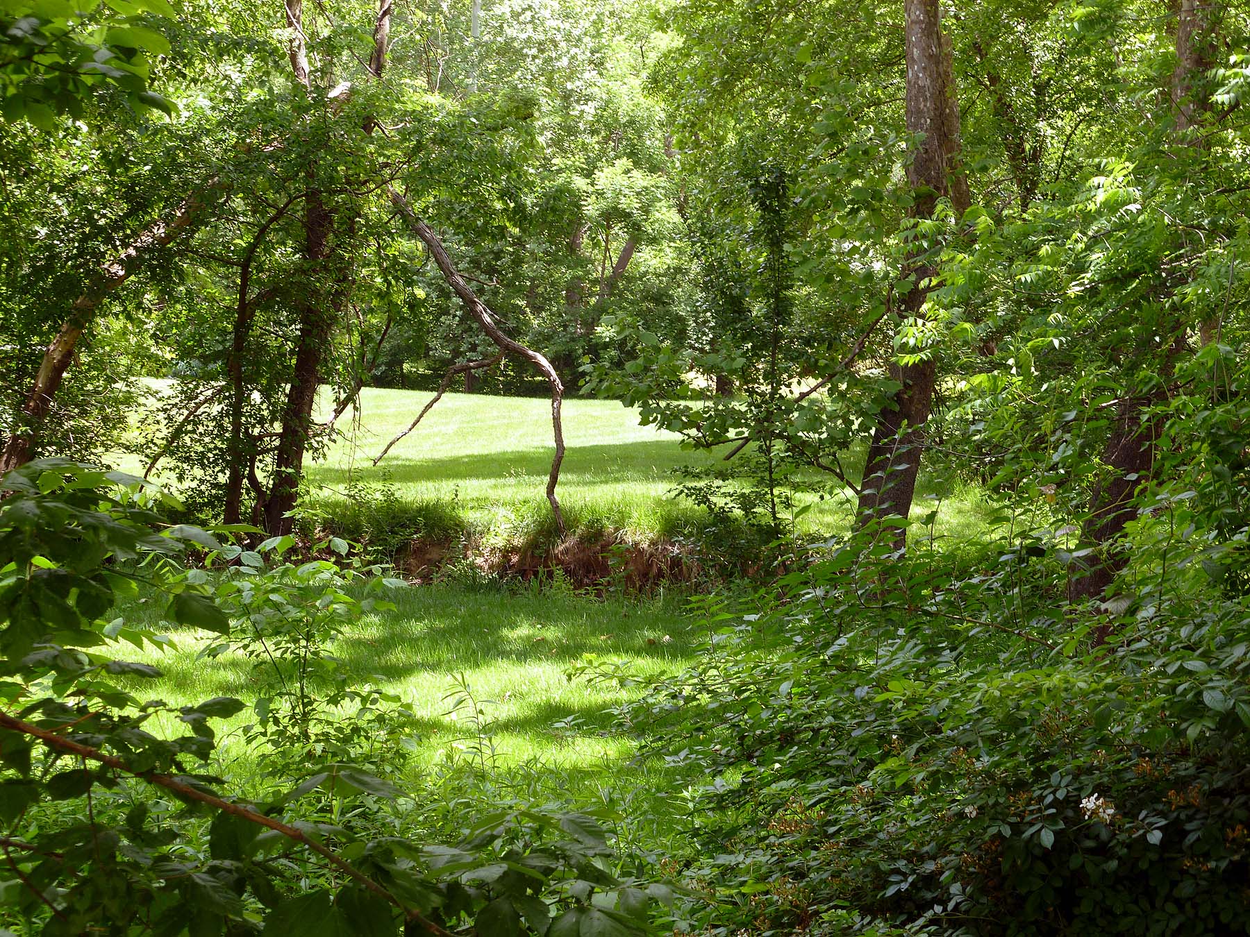 nature area behind house