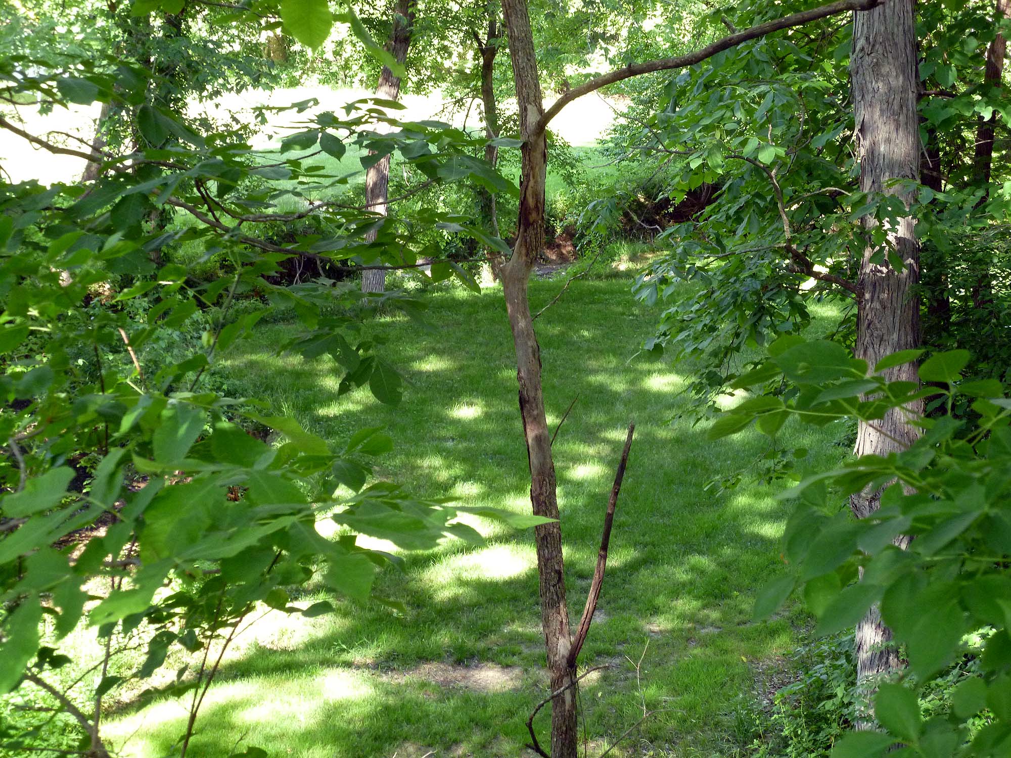 rear yard